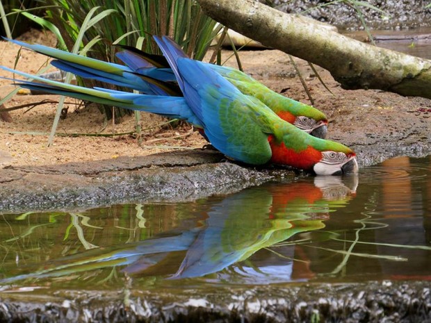 Parque das Aves; Foz do Iguaçu; Paraná (Foto: Fernando Freire)