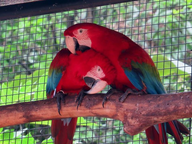 Parque das Aves; Foz do Iguaçu; Paraná (Foto: Fernando Freire)