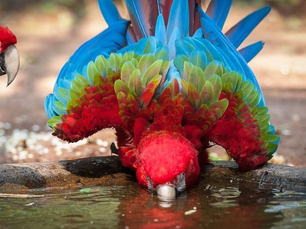 Parque das Aves tem projeto de proteção e reprodução da arara-vermelhaa-grande, rara no Paraná e extinta em Foz do Iguaçu (Foto: Parque das Aves / Divulgação)